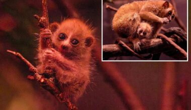 Bronx Zoo welcomes baby pygmy slow loris