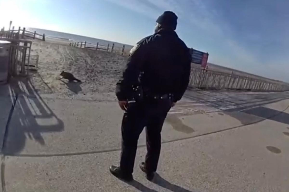 NYPD cop who shot 'vicious' raccoon on NYC boardwalk on modified duty