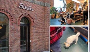 Exclusive | Dog attack at buzzy NYC bakery Birdee sparks debate about pooches in restaurants