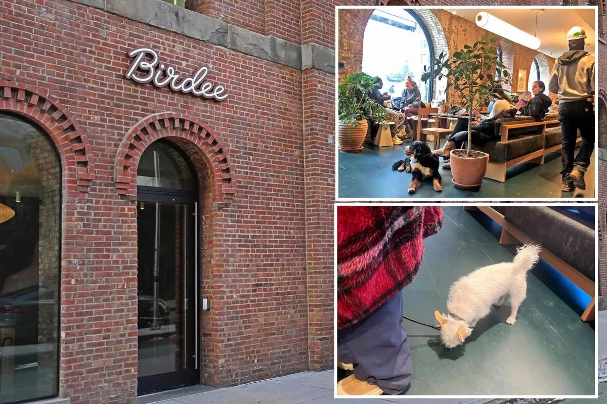 Exclusive | Dog attack at buzzy NYC bakery Birdee sparks debate about pooches in restaurants
