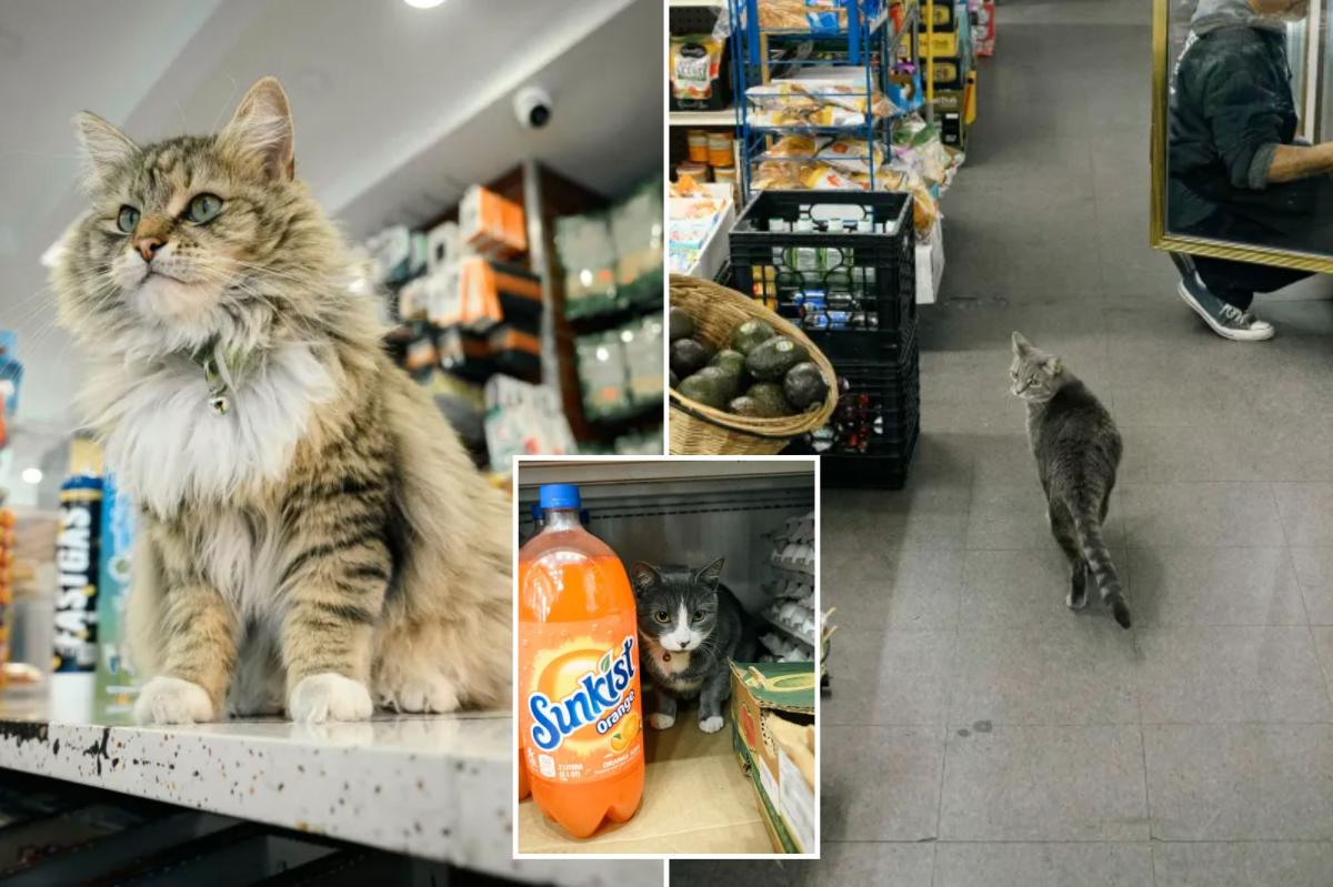 NYC bodega cats move whisker closer to being legal