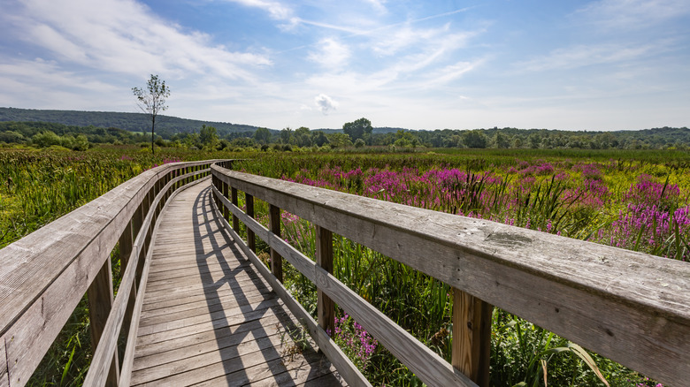 Appalachain Trail in Pawling, New York