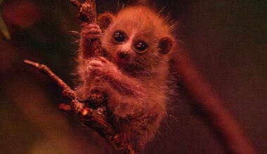 Endangered Pygmy Slow Loris Born at the Bronx Zoo in N.Y.: Photo