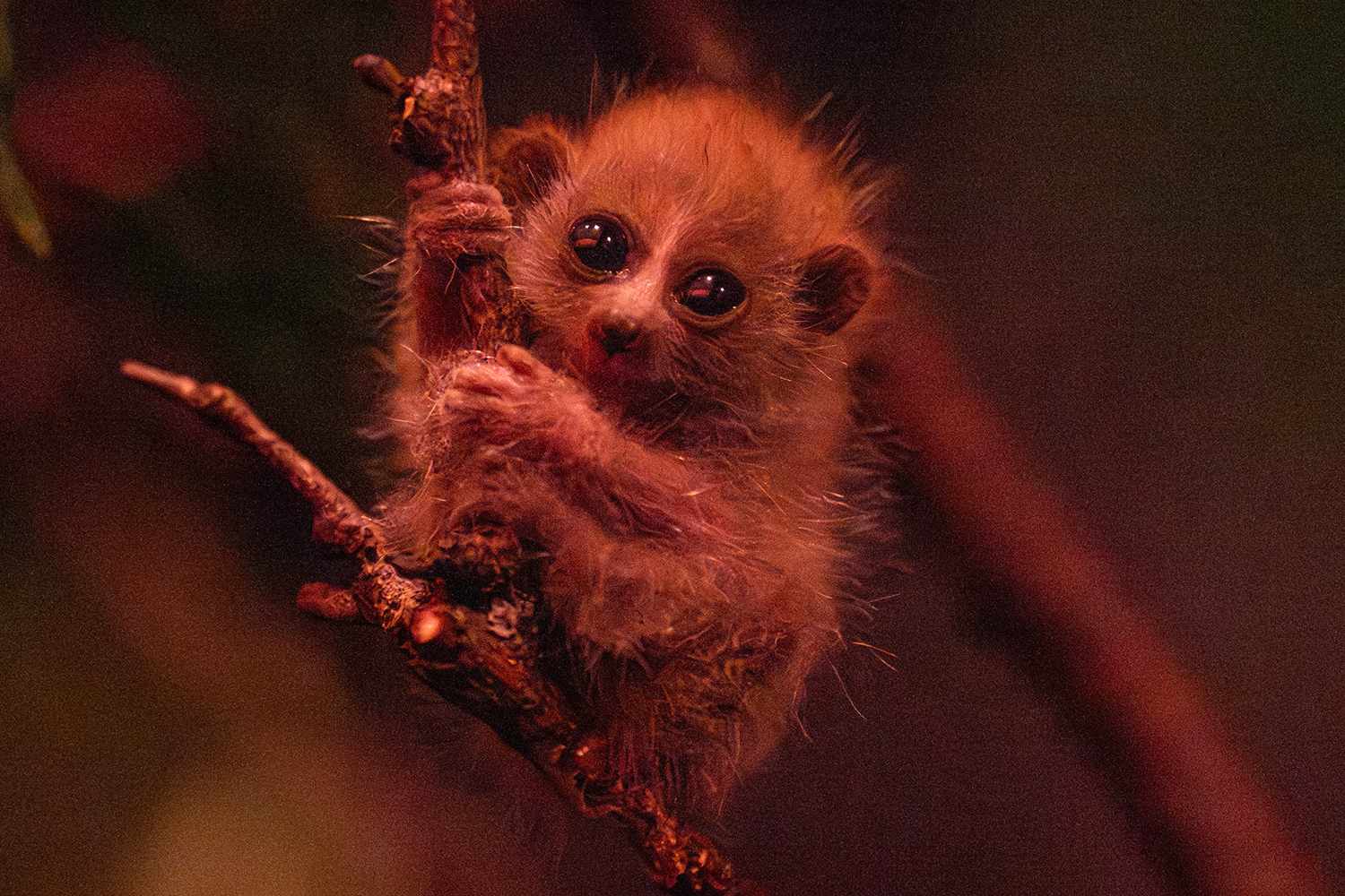 Endangered Pygmy Slow Loris Born at the Bronx Zoo in N.Y.: Photo