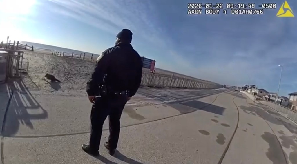 A police officer stands on a paved area, watching a raccoon on the sandy beach in the distance.