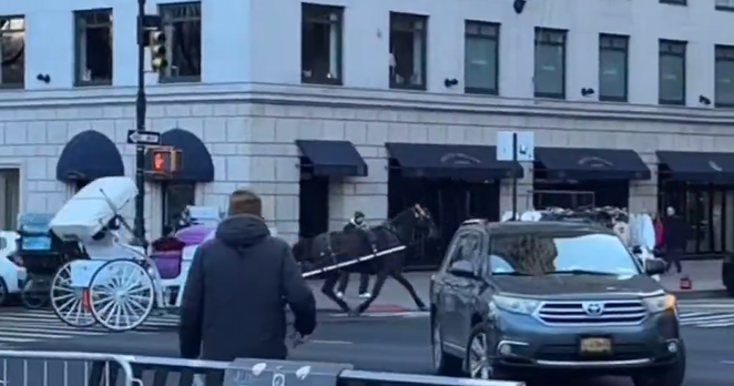 NYC carriage horse runs into traffic, hits multiple vehicles