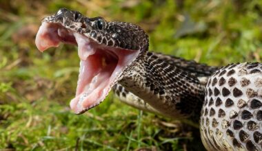 5 Most Rattlesnake Infested Areas in New York