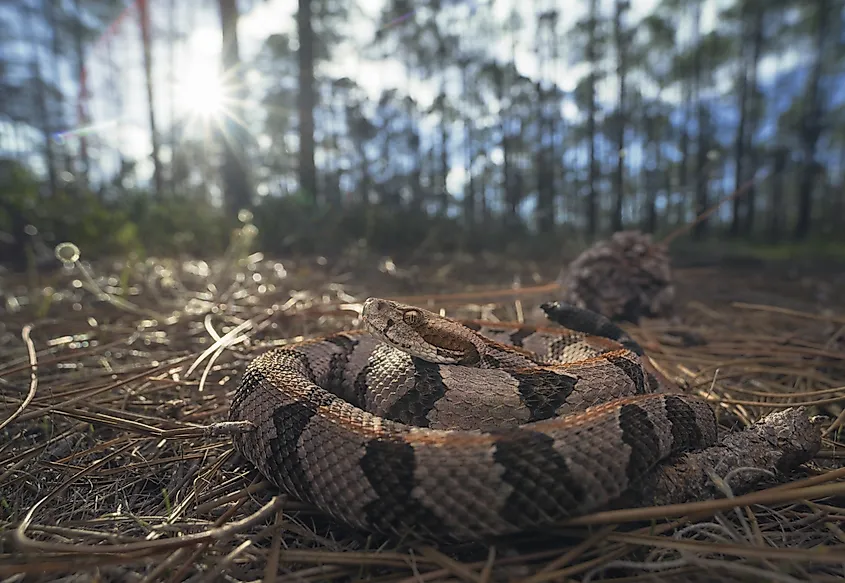 Timber Rattlesnake found in the Catskills