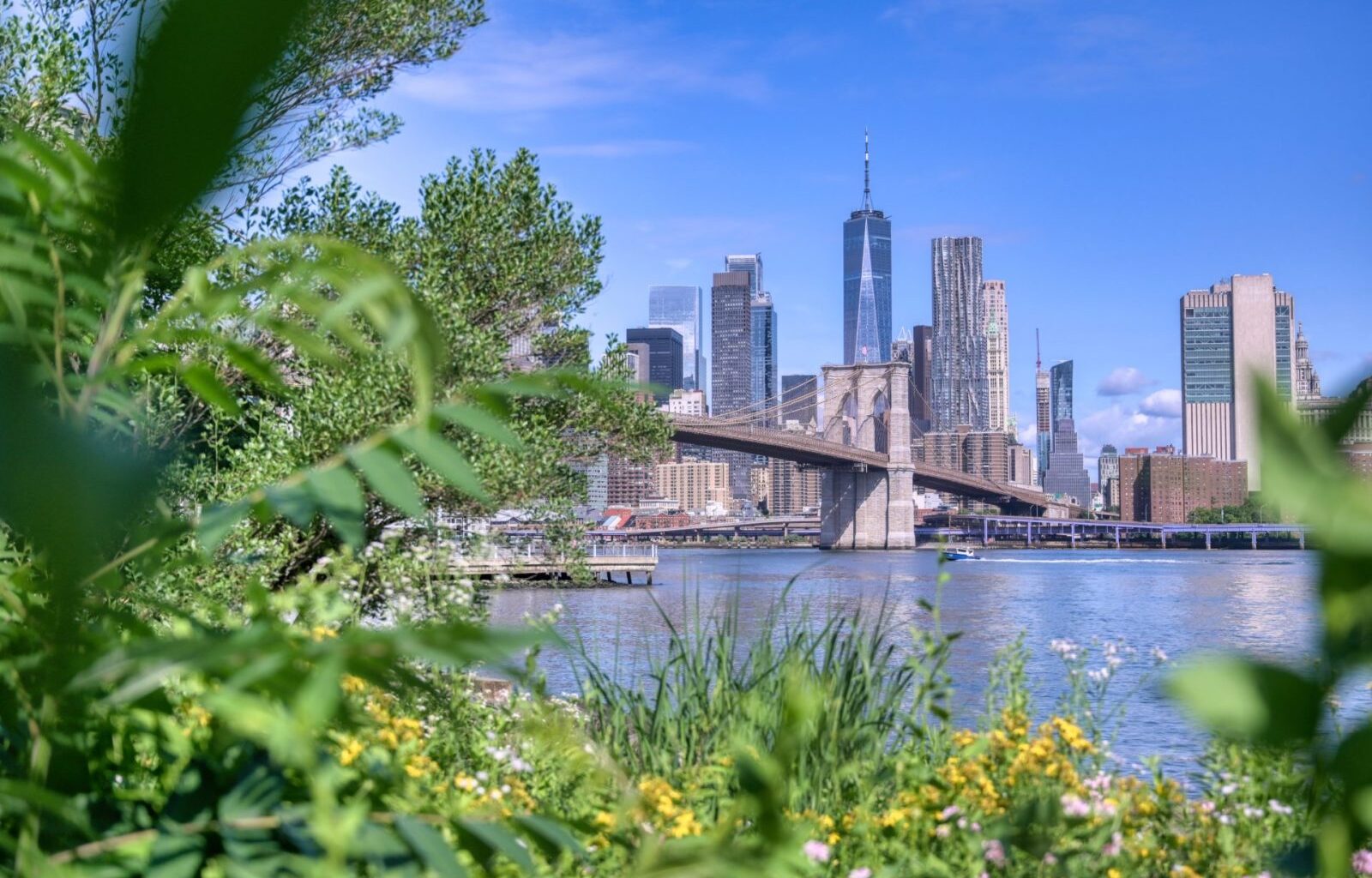 New York City Bluebelts Are a Quiet Fix for Flooding – One Green Planet