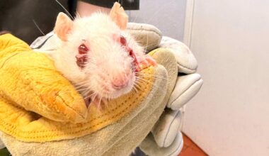 New homes needed for more than 450 pet rats found in NYC suburbs
