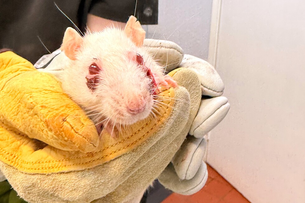 New homes needed for more than 450 pet rats found in NYC suburbs