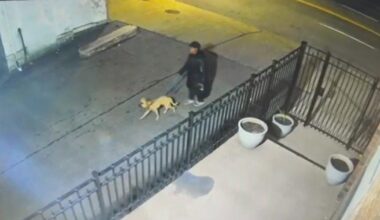 Dog abandoned with slashed throat near NY cemetery