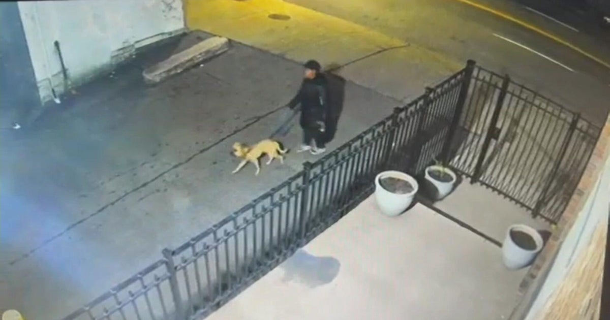 Dog abandoned with slashed throat near NY cemetery