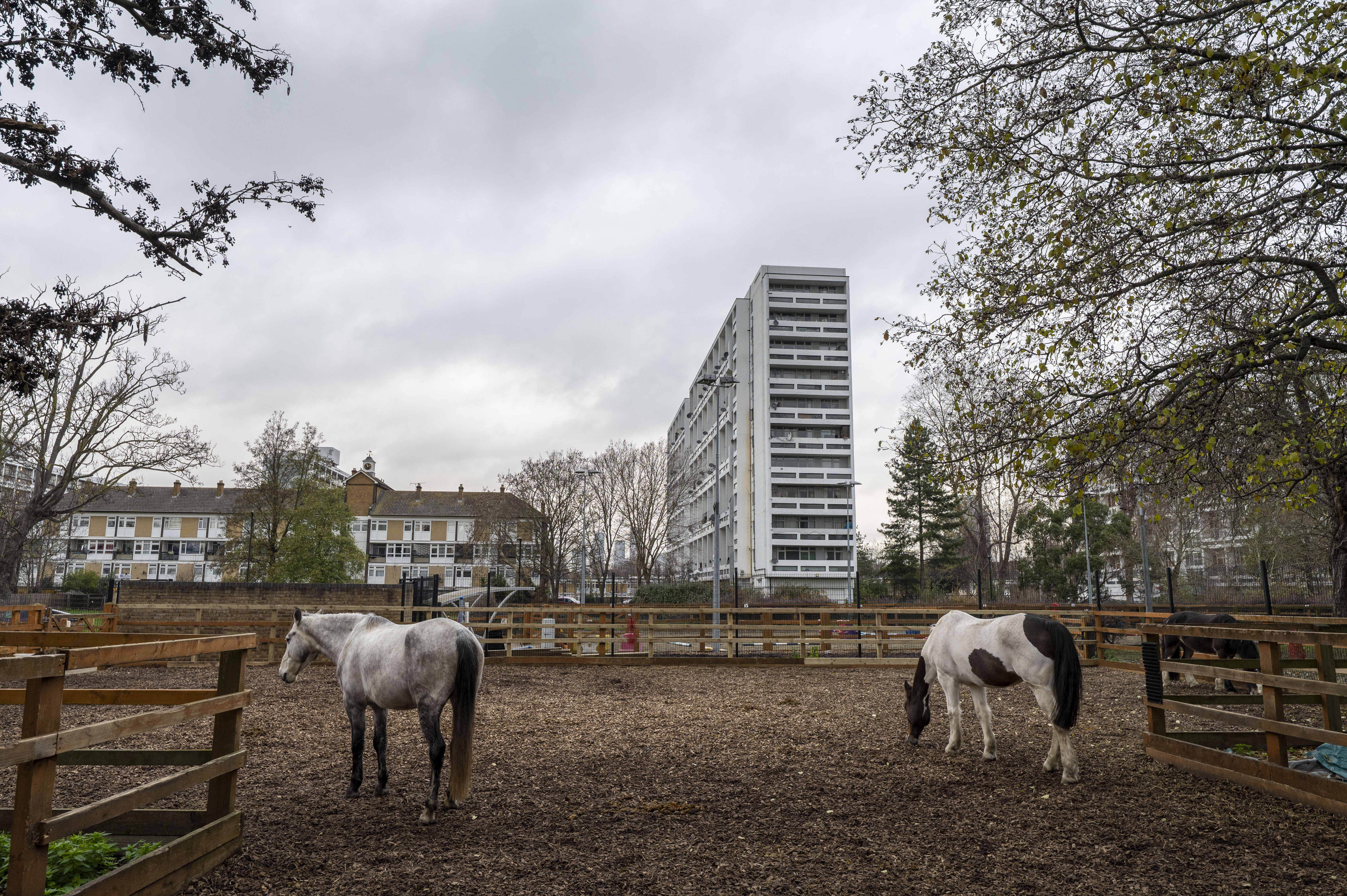 Horses in an outdoor stable in Brixton, South London, with residential buildings and high-rises in the background.