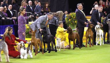 Dogs in the hound division line up to be judged at Madison Square Garden on Monday, Feb. 2, 2026. (Spectrum News/Christina Santucci)