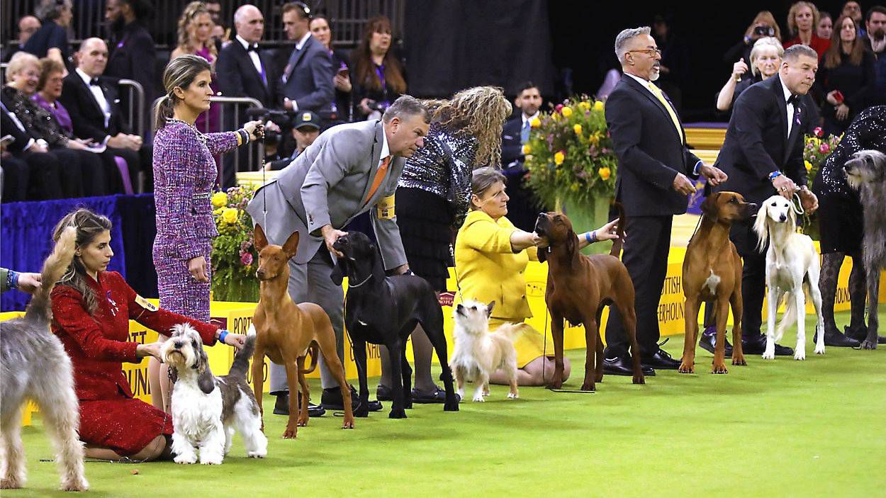 Dogs in the hound division line up to be judged at Madison Square Garden on Monday, Feb. 2, 2026. (Spectrum News/Christina Santucci)