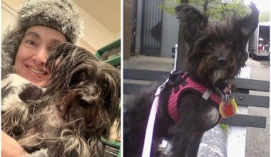 Neighbor's canine care offer turns into legal battle in Brooklyn as owner demands dog back