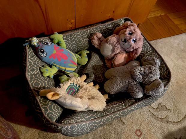 Grace's dog bed lies empty on the bedroom floor of Valerie D'Angelo's apartment.