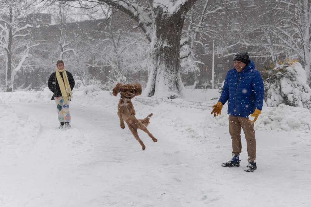 Dog owners play in Fort Greene Park during a blizzard,