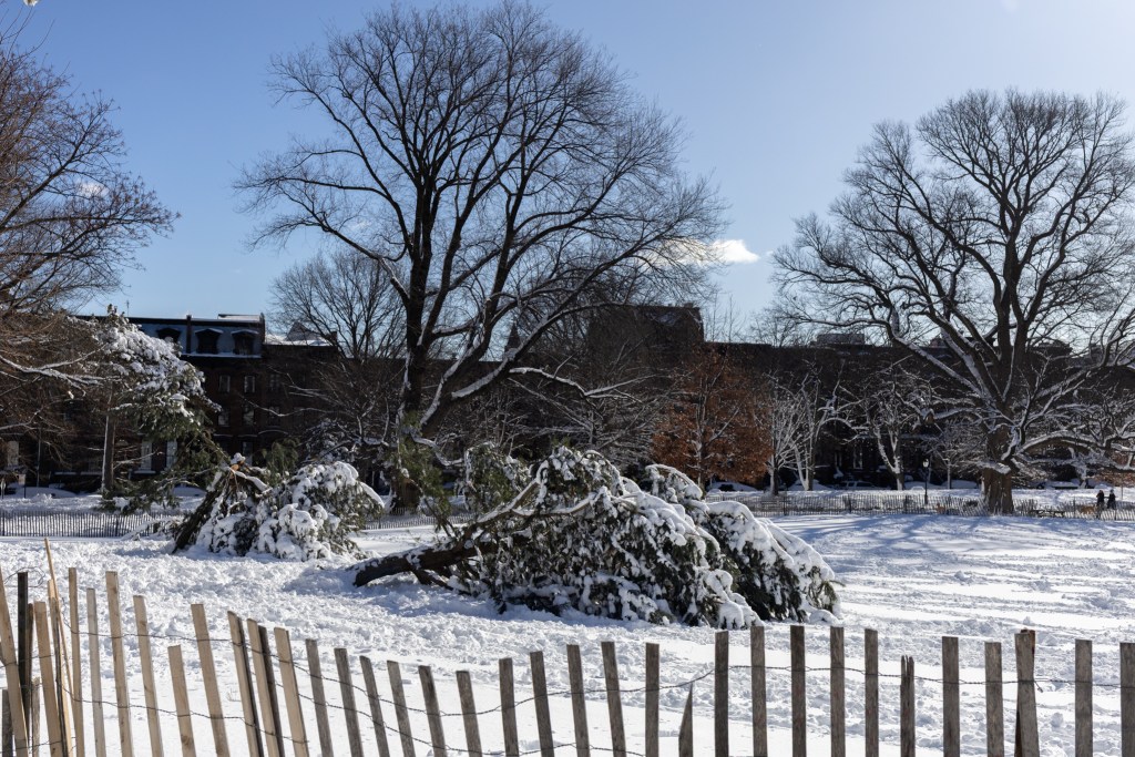 Heavy snow felled trees in Fort Greene Park,