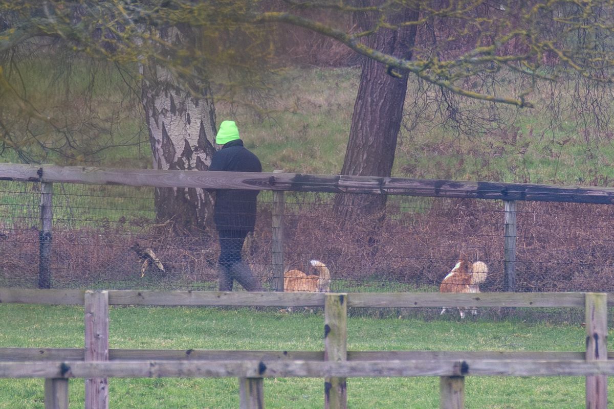 The late Queen's corgis spotted being taken for a walk close to Andrew's new Sandringham home