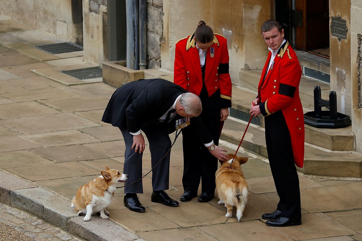 Andrew with the late Queen's corgis Sandy and Muick