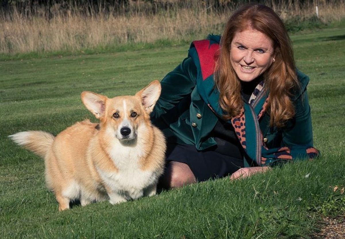 Fergie has been caring for the corgis with Prince Andrew