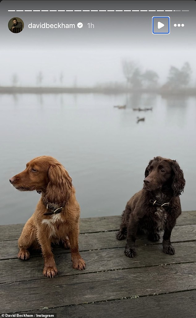 The footballer, 50, posted a sweet snap taken during a misty morning walk by his lake, accompanied by the family's two dogs