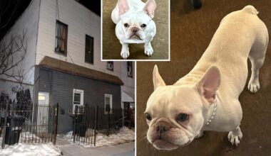 NYC home invaders steal adorable French bulldog Coco in $8K Pokemon heist: sources