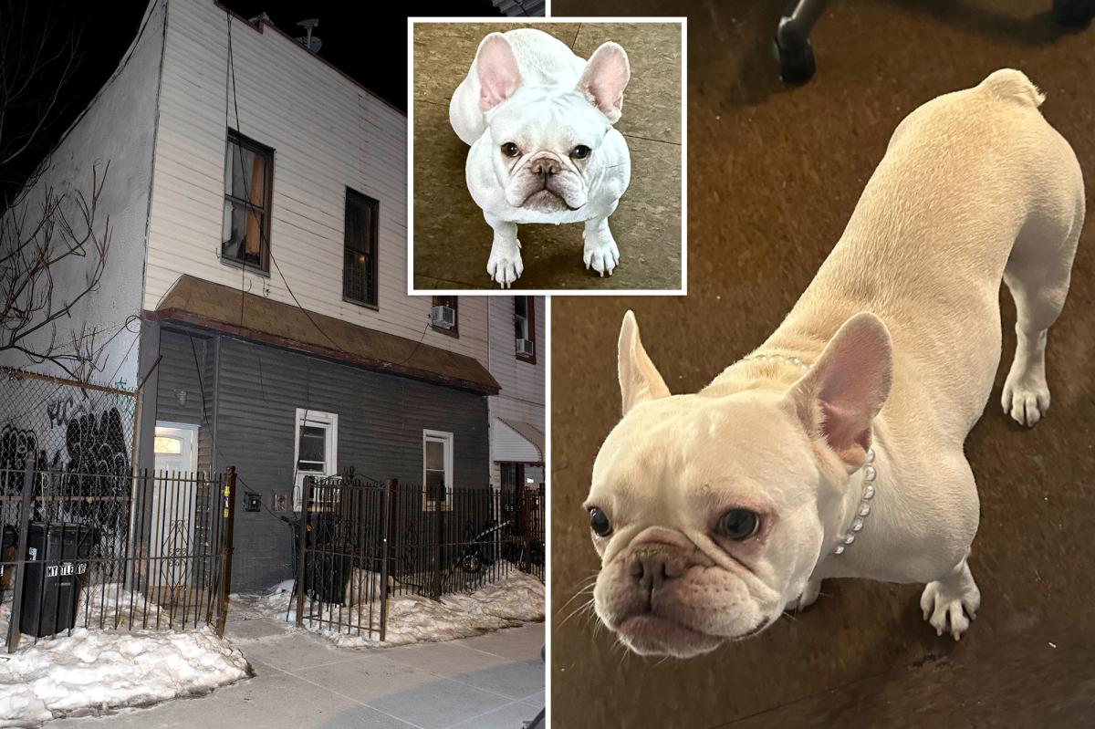 NYC home invaders steal adorable French bulldog Coco in $8K Pokemon heist: sources