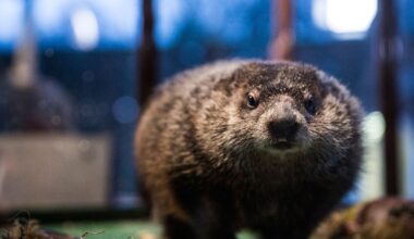 What happens if a groundhog sees its shadow?