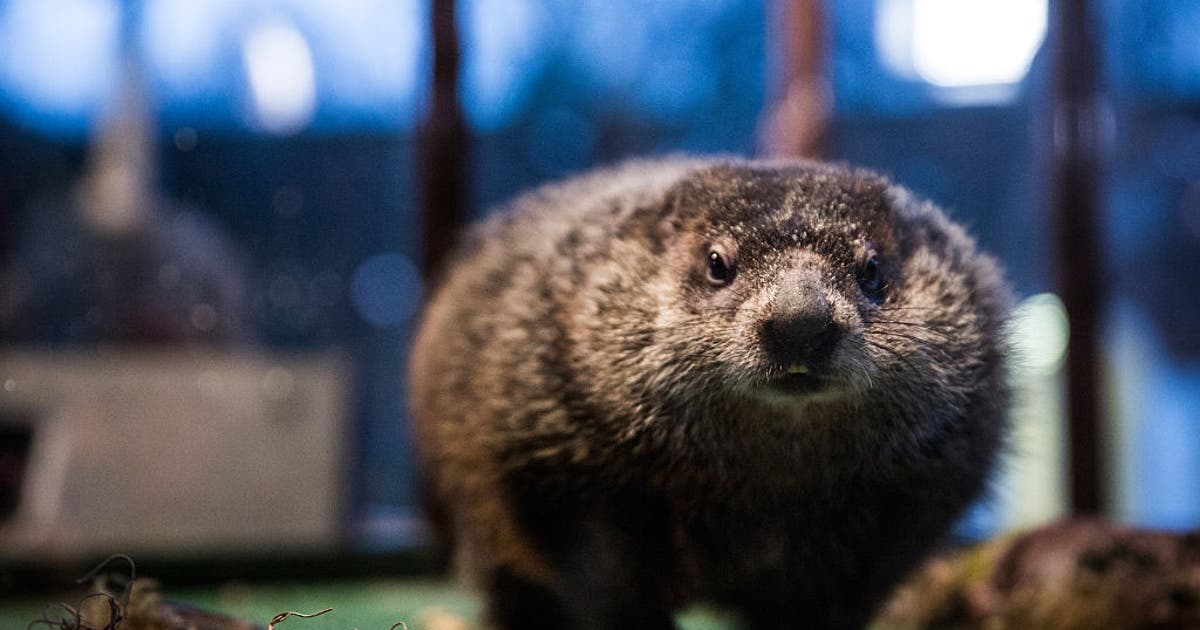 What happens if a groundhog sees its shadow?