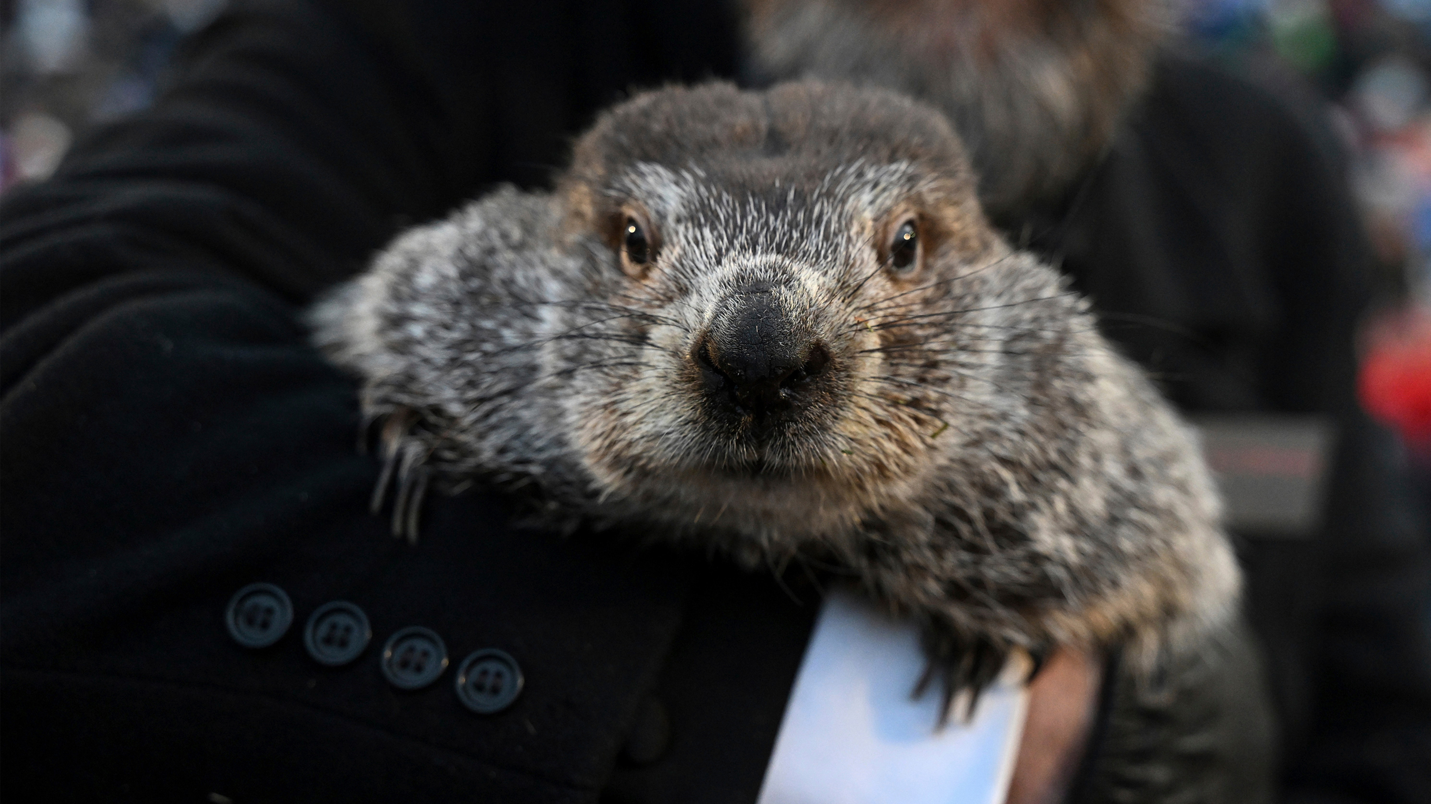 Groundhog Club handler A.J. Dereume holds Punxsutawney Phil, the weather prognosticating groundhog, during the 137th celebration of Groundhog Day on Gobbler's Knob in Punxsutawney, Pa., Feb. 2, 2023.