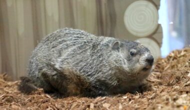 ‘A lot of heartbreak’: Staten Island Chuck declares 6 more weeks of winter at Groundhog Day ceremony