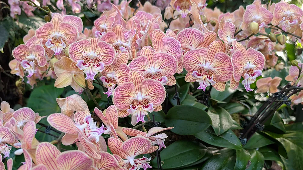 nybg orchid show