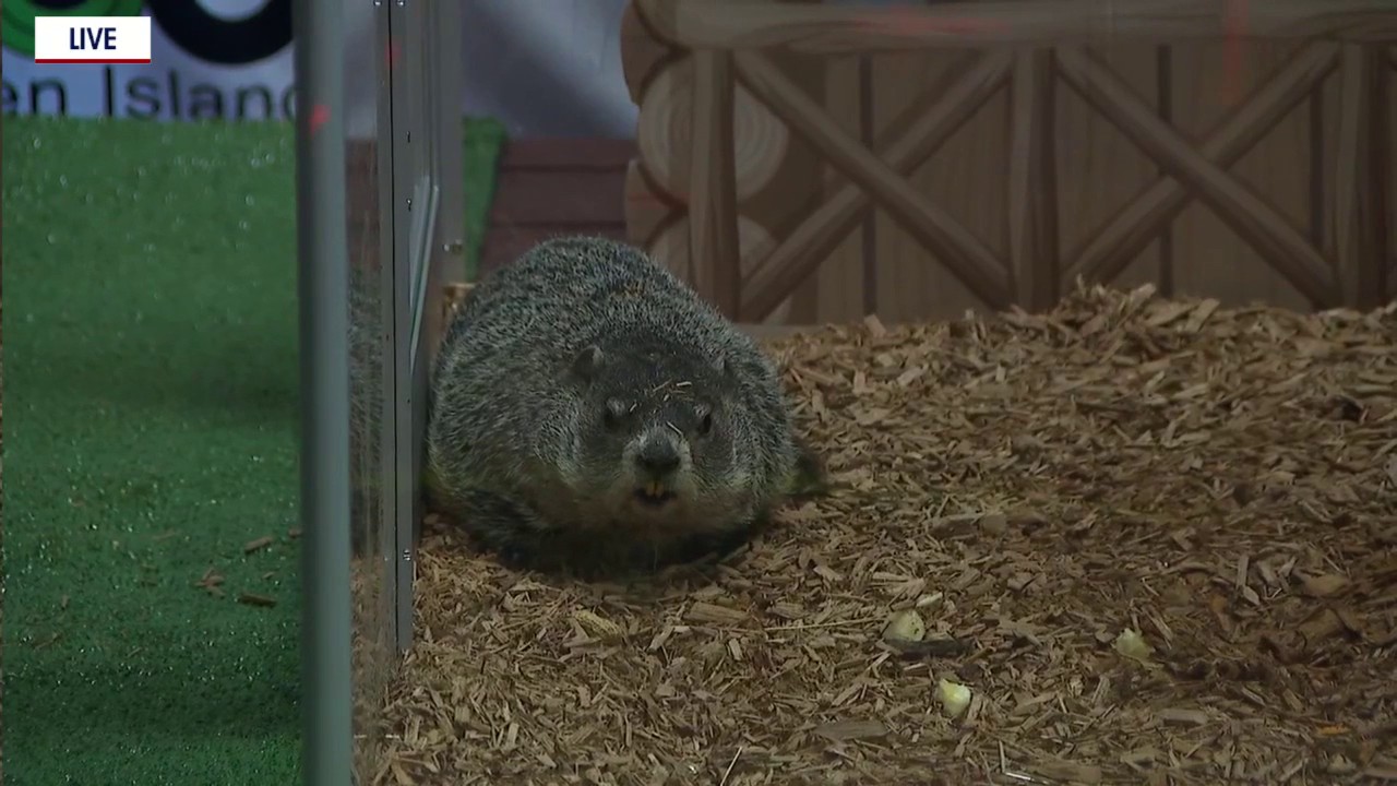 Groundhog Day: Staten Island Chuck's prediction