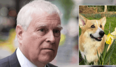 Queen's corgis pictured walking on Sandringham Estate after relocating with Andrew Mountbatten-Windsor