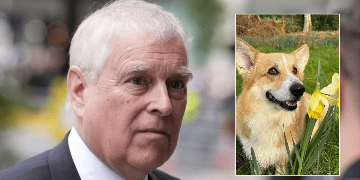 Queen's corgis pictured walking on Sandringham Estate after relocating with Andrew Mountbatten-Windsor