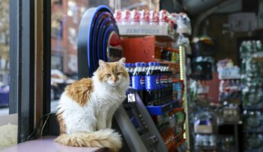 Simba lives at a bodega in Manhattan and is popular with the shop's customers