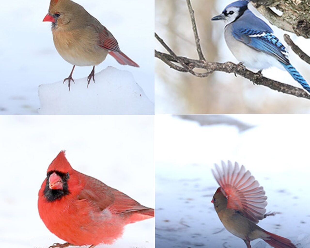 Not all birds fly south for the winter