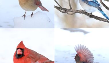 Not all birds fly south for the winter