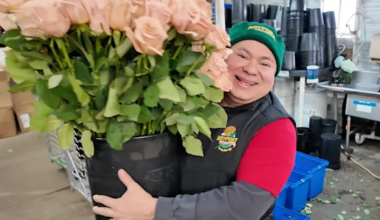 News 12 | Brooklyn | Valentine’s Day flowers: Meaning of roses, carnations and bouquets & how to make them last longer