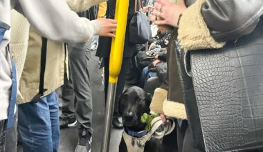 To save New York City dogs, get them out of the subways