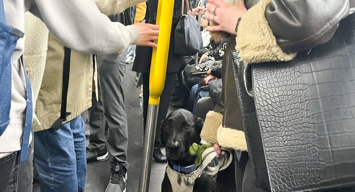 To save New York City dogs, get them out of the subways