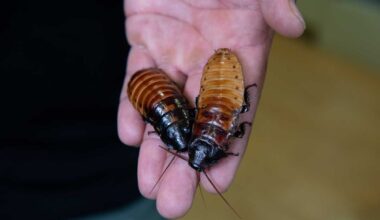Bronx Zoo’s ‘Name a Roach’ returns for Valentine’s Day – Bronx Times