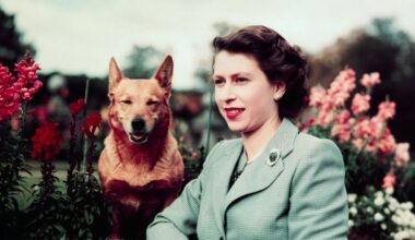 Where are Queen Elizabeth’s corgis? Their life after Prince Andrew’s move