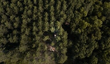 Bell Lumber & Pole Expanding Operations in De Queen