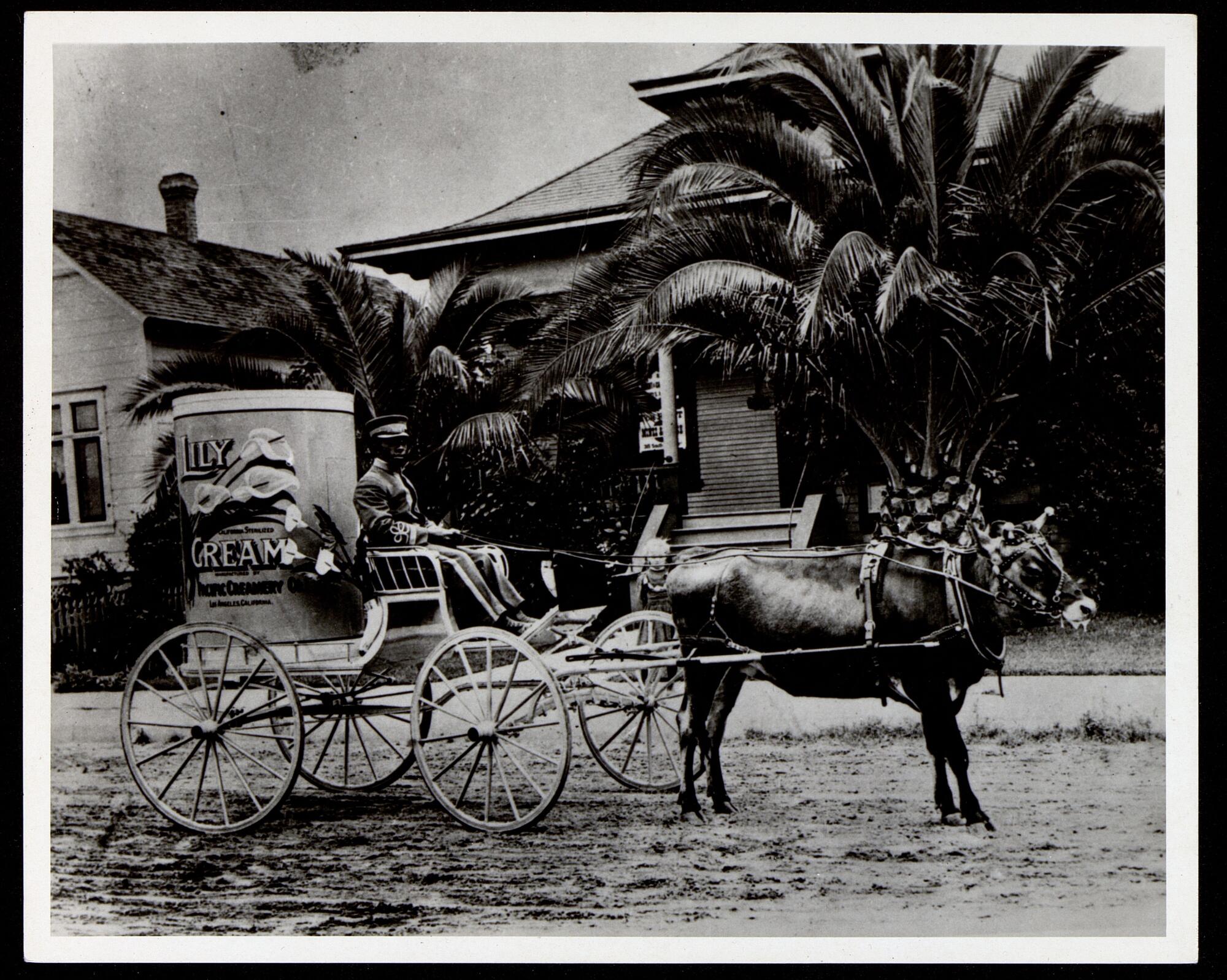 African American coach driver for a Pacific Creamery Co. carriage, 1905. 
