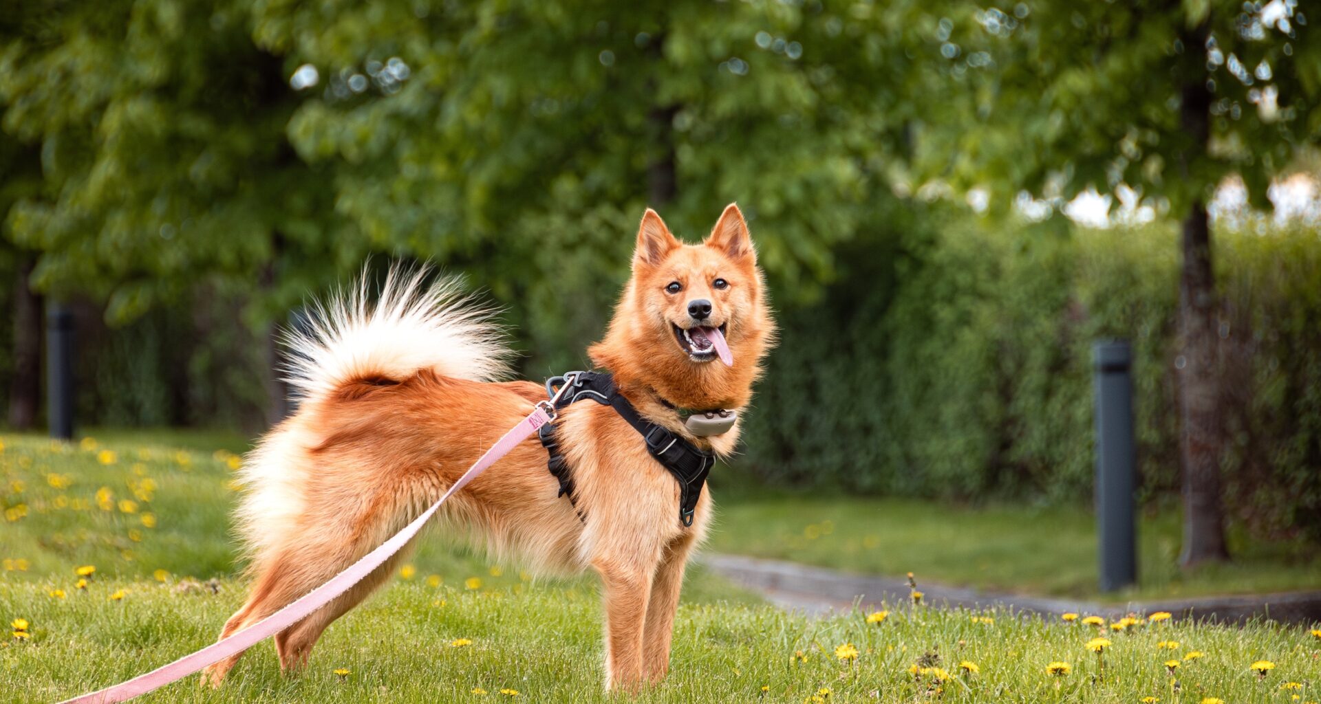 National Walk Your Dog Day at Washington Square Park