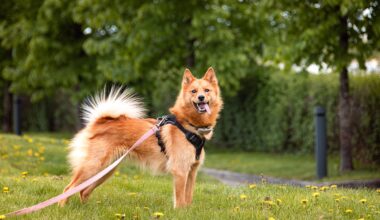 National Walk Your Dog Day at Washington Square Park